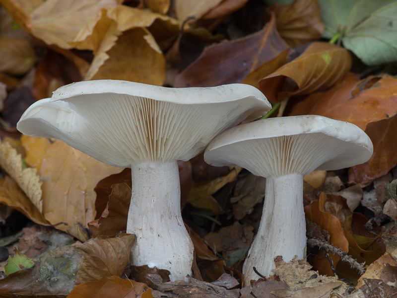 Clitocybe nebularis